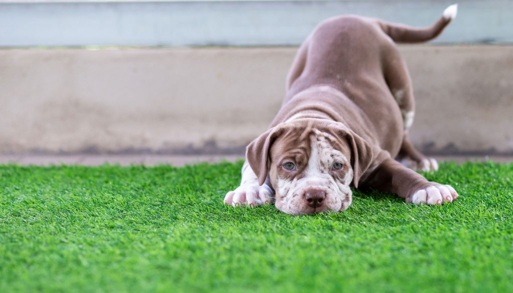 pet turf and dog playing